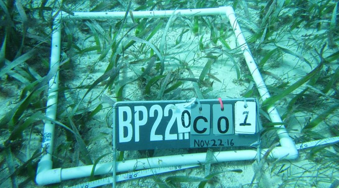 Conservation interns monitor the growth of seagrass during their project in Belize. Seagrass being monitored during a research project in Belize.